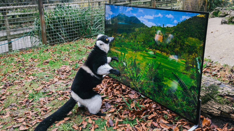 EMBARGOED until 00:01 07/12/15 GMT Conservation charity, The Aspinall Foundation, installed a Sony BRAVIA 4K TV in its lemur enclosure at Port Lympne Reserve in Kent, UK, as part of its world famous ëBack to the Wildí project, to give the animals a life-like and detailed look at the areas in the wild that could become their new homes. The charity will trial TV watching on Sonyís 4K TVs as part of this programme in a bid to make lemurs more familiar with the new environment. This picture: Black and White Ruffed Lemurs are shown imagery of their future home in Madagascar on a Sony BRAVIA 4K TV For more information or a full release please call the Sony press office on 020 7566 9747 or email: Rochelle Collison@hopeandglorypr.com // Phoebe.Mellor@hopeandglorypr.com PR Handout - editorial usage only Copyright: © Mikael Buck / Sony +44 (0) 782 820 1042 http://www.mikaelbuck.com