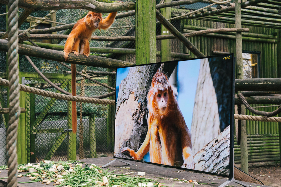 EMBARGOED until 00:01 07/12/15 GMT Conservation charity, The Aspinall Foundation, installed a Sony BRAVIA 4K TV in its langur enclosure at Port Lympne Reserve in Kent, UK, as part of its world famous ëBack to the Wildí project, to give the animals a life-like and detailed look at the areas in the wild that could become their new homes. The charity will trial TV watching on Sonyís 4K TVs as part of this programme in a bid to make langurs more familiar with the new environment. This picture: Langurs are shown imagery of their future home in Java on a Sony BRAVIA 4K TV For more information or a full release please call the Sony press office on 020 7566 9747 or email: Rochelle Collison@hopeandglorypr.com // Phoebe.Mellor@hopeandglorypr.com PR Handout - editorial usage only Copyright: © Mikael Buck / Sony +44 (0) 782 820 1042 http://www.mikaelbuck.com